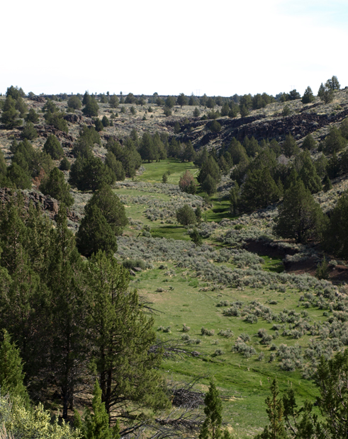 All along the Snowstorm Canyon section of the rail trail project you will find lush meadows and wetlands tucked into the desert arroyos.