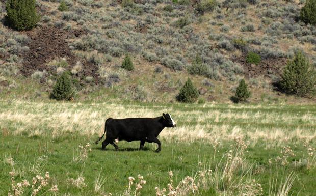 Wildlife share the environment with livestock in the flats along the trail. 