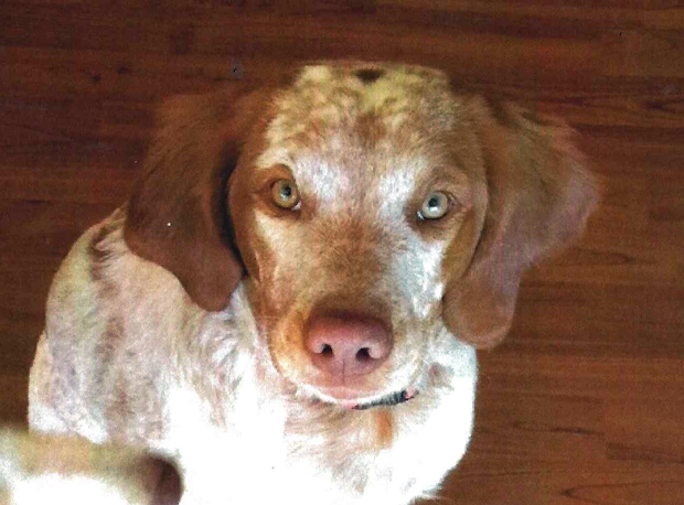 If you've seen Josie please call!